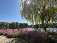-石家庄市植物园