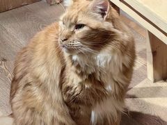 -MOCHA明星猫咖(田子坊店)
