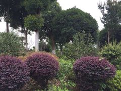 -武汉紫薇都市田园