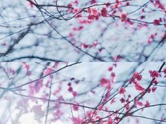 -新建村梅花