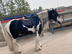 -北京群众马术培训基地