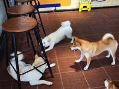 -柴犬高等学院·狗咖·柴犬售卖·宠物训练