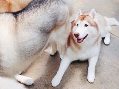 -TrueLove @ Neverland (Husky Cafe)