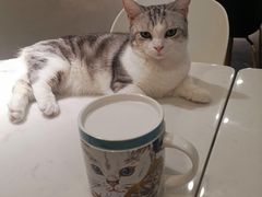 -飞行喵MR PILOT|猫舍·猫咖(静安大融城店)