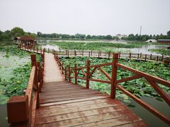 -白洋淀景区