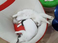 -Bastet sally猫舍购宠(静安店)