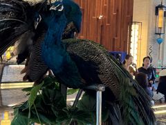 -西双版纳融创皇冠假日度假酒店