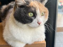 -CENCHI 汵奇咖啡(东四店)