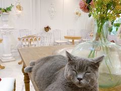 -共舞时光猫咖·狗咖(新街口店)