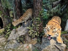 -烟台自然博物馆