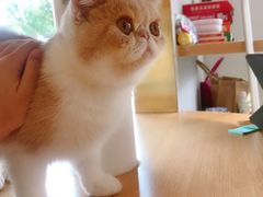 -飞行喵MR PILOT|猫舍·猫咖(静安大融城店)