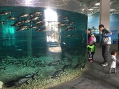 潜水馆-秦皇岛乐岛海洋王国