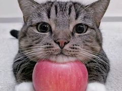 -葛记焖饼(经一路店)