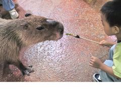 -正佳雨林生态植物园