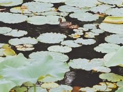 -玄武湖景区-情侣园游乐场