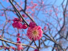-红梅公园