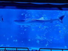 -烟台海昌鲸鲨海洋公园