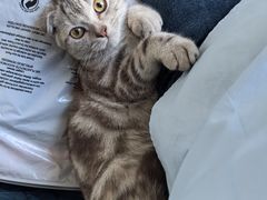 -瑞派宠物医院·犬猫全科·猫友好(宾水西道店)