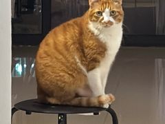 -御宝贝·A梦猫科宠物医院(国际猫友好医院)