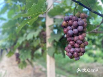 这家葡萄园是我每年都要带娃亲自去采摘的 即便宜又好吃