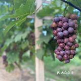 太湖度假区生态葡萄园