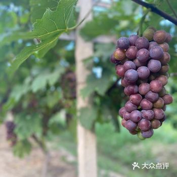 这家葡萄园是我每年都要带娃亲自去采摘的 即便宜又好吃