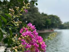 -荔湾湖公园
