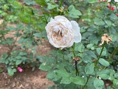 -人民公园(罗湖区)