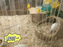 -柴源莊·柴小宠柴犬咖啡