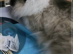 -瑞鹏宠物医院·内科·中兽医·骨科(苗圃店)