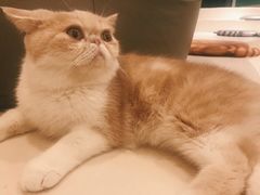 -飞行喵MR PILOT|猫舍·猫咖(静安大融城店)