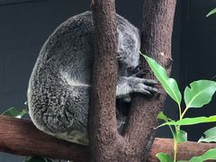 樹熊-热带雨林自然公园
