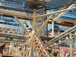 -卡通尼·Safari非洲探索乐园·生日会(金桥国际商业广场店)