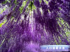 -大塘金香草谷