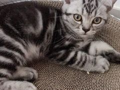 -袖虎·猫馆(体育西路店)
