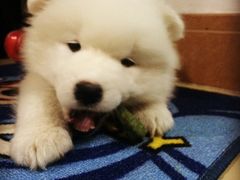 北京康乐宝动物医院-康乐宝动物医院