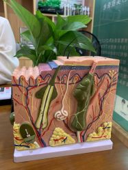 -丝客富脱发养发头皮馆