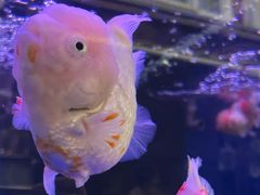 -大自然花鸟鱼虫市场