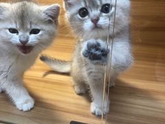 -猫十亿·布偶金渐层·曼基康矮脚猫舍(青年路店)