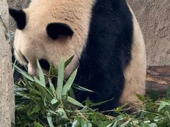 -中国大熊猫保护研究中心雅安碧峰峡基地