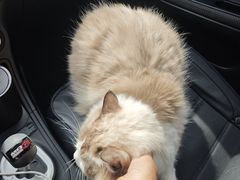 -爱洗澡的猫(望京店)
