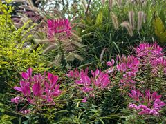 -深圳国际园林花卉博览园