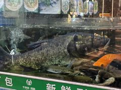 -全乐鱼馆·淳牌有机鱼直营店