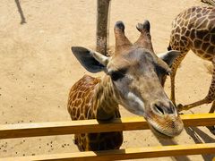 -西霞口神雕山野生动物世界