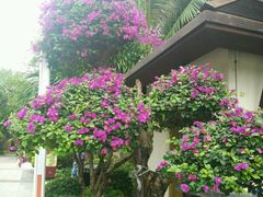 -三亚珠江南田温泉度假区