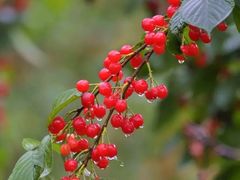 -樱桃山旅游景区