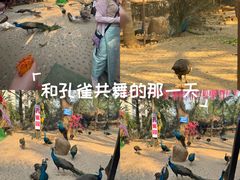 -西双版纳总佛寺
