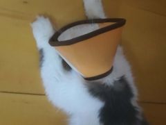 -安安宠医·安宠宠物医院