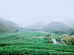-龙坞茶村