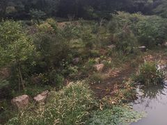 姥山岛-巢湖姥山岛